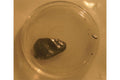 Natural MoS2, 10 mm x 10 mm